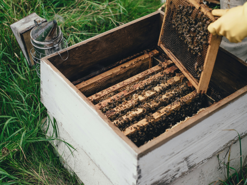 beekeeper inspecting a bee box