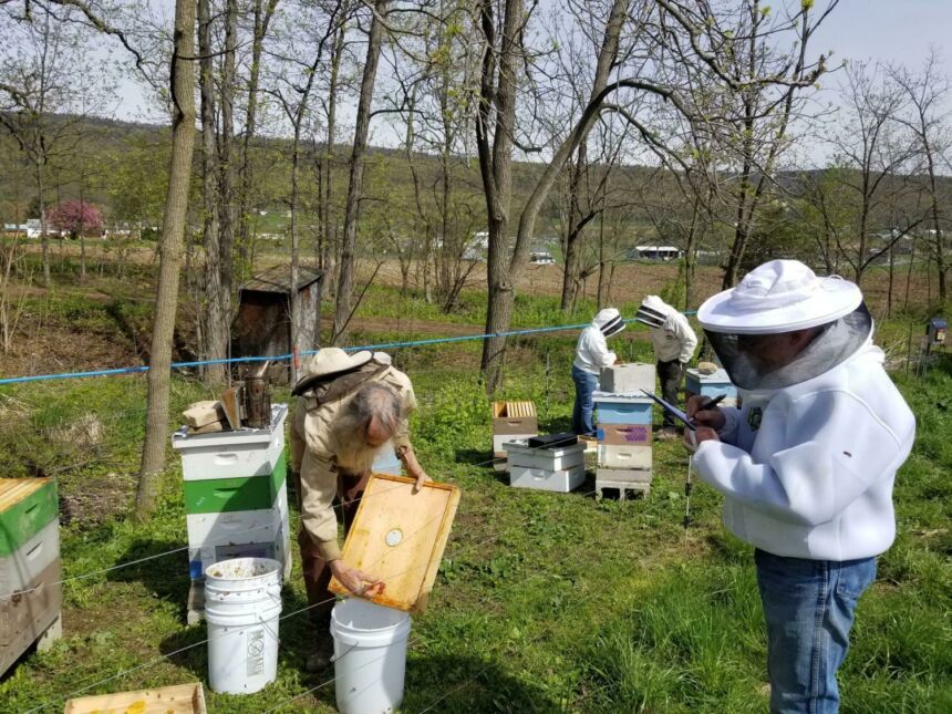 three beekeepers work in honey bee hives while a fourth person takes notes