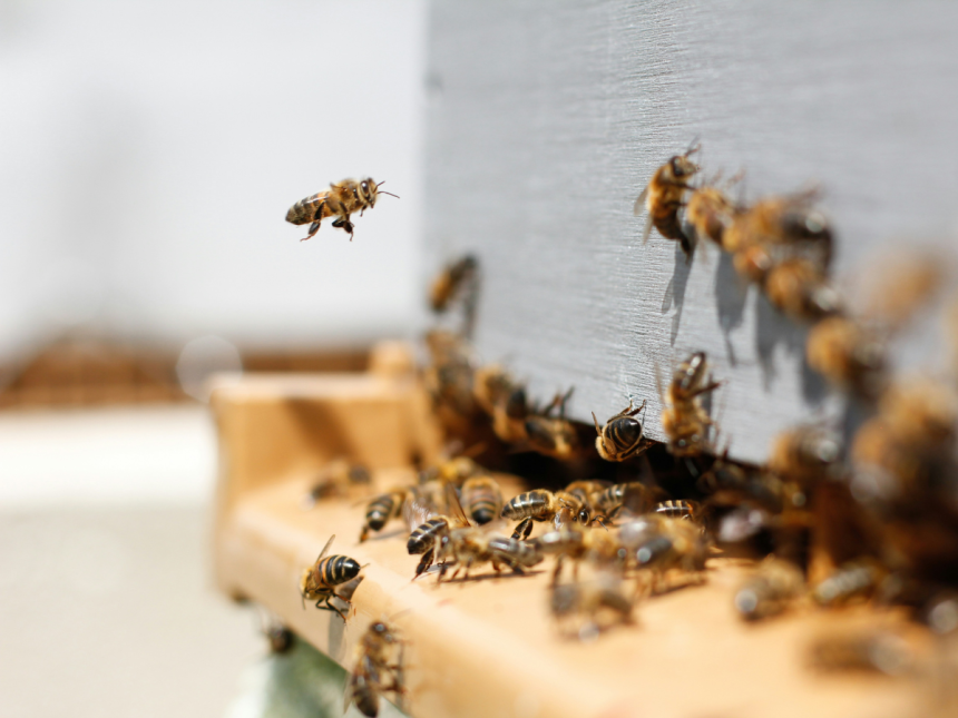 honeybees buzzing around a bee box