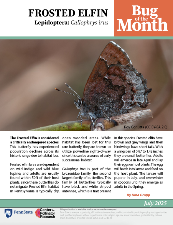 BOTM factsheet featuring the fristed elfin