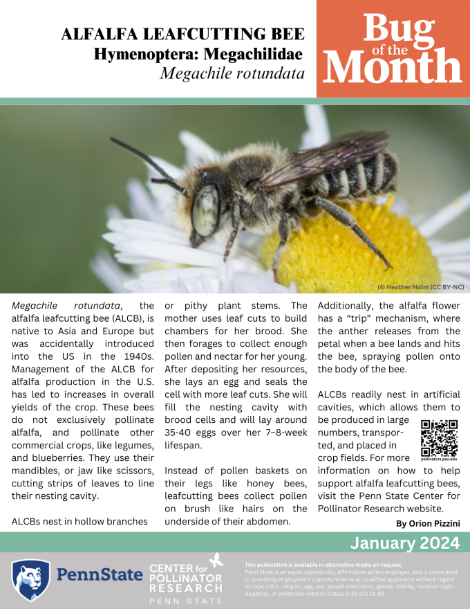 bug of the month bee factsheet