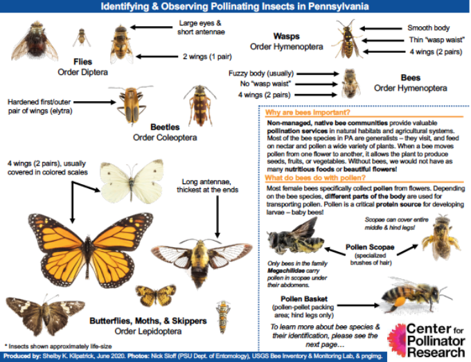 Screenshot of the pollinating insects guide
