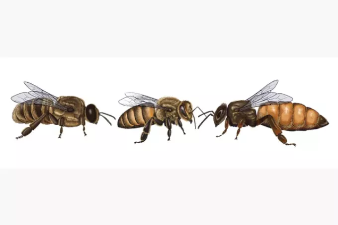 Drone, worker and queen honey bees. Illustrations by Michael Hill.