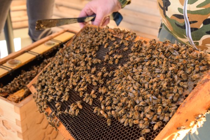 frame of honey comb with bees