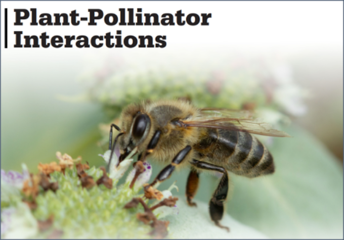 Plant-Pollinator Interactions cover page, image of a bee on a flower